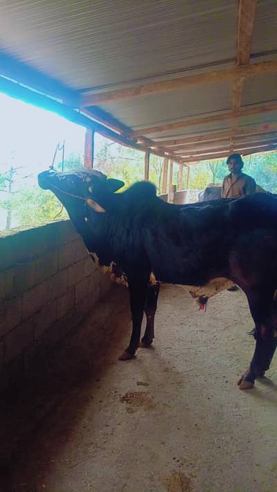 qurbani bull