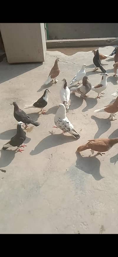 Kabotar For Sale Urgent