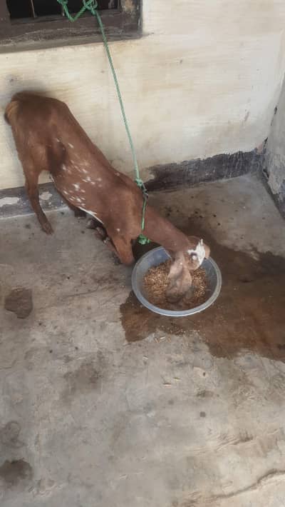 makhi chani path top qwlti for sale loc bwp onli whatsaap 03176609709