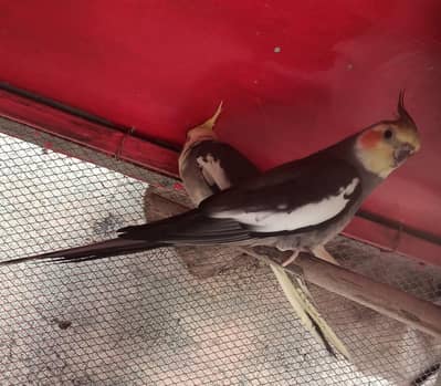 cocktail pair for sell