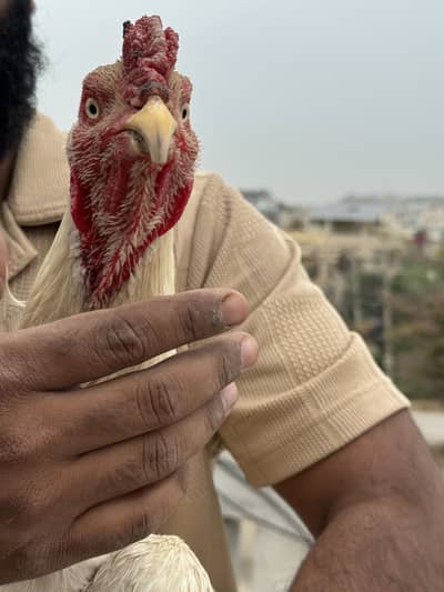 Heera, lakha and cheeni pathiya