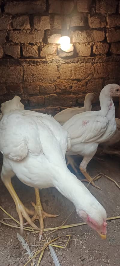 Rampuri Aseel Chicks white and Lakha