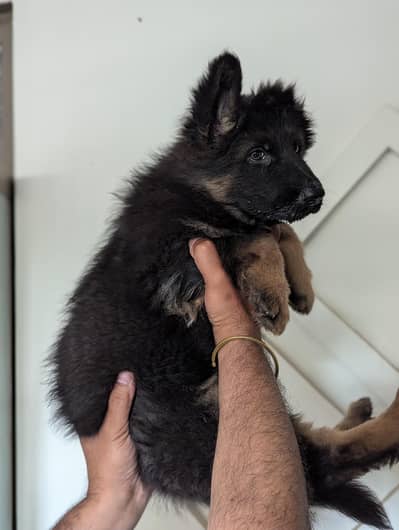 German shepherd pink Pedigree microchipped female puppy available