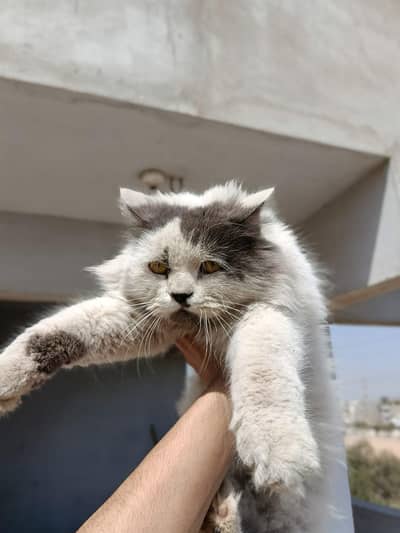 Ertrem punch cat matting