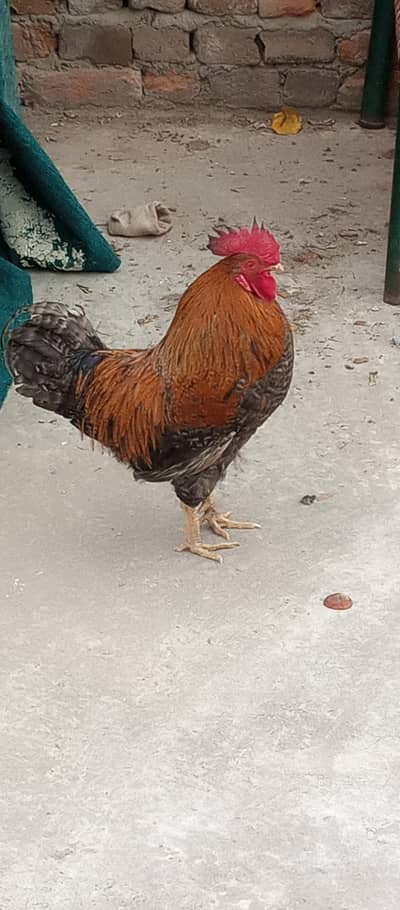 playmouth r Desi mix breed