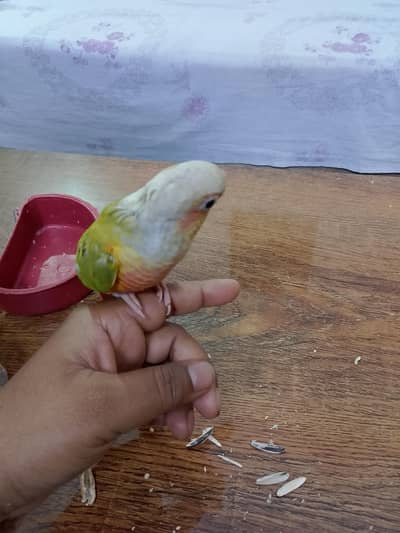 setup sale 12000 hand tame Pineapple conoure high red factor