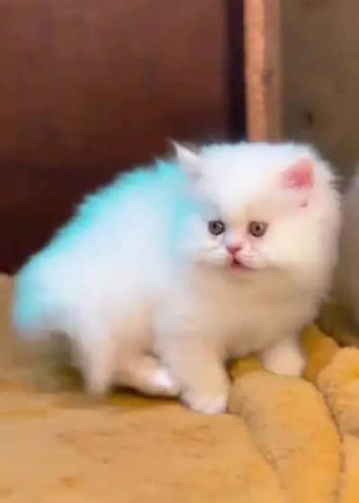Persian female kitten for sale My WhatsApp number 03-29-26-68-929