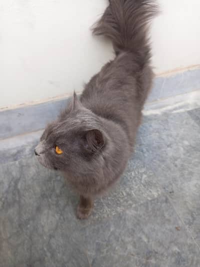 Beautiful Long-Haired Grey Persian Cat for Sale