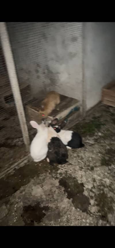 Rabbits available limited pieces ready to breed