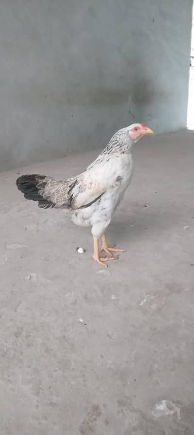 Desi hen/Kurak hen /Kurak Murgy/