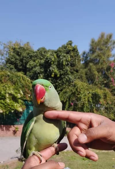 full time hand Ravi Kashmir female