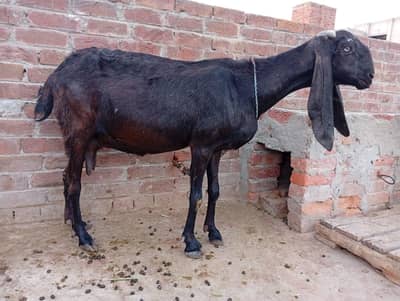 دیسی گھبن بکری فار سیل