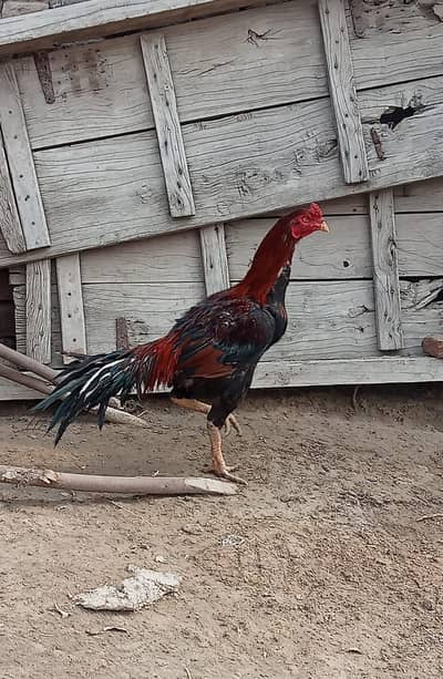 03004620410 Whatsapp or cl no