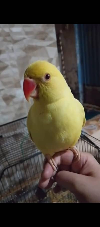 yellow ringneck age 15 months
