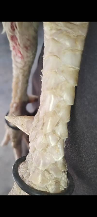 Top Quality Aseel Heera Murga