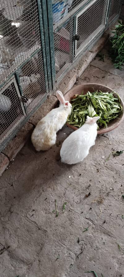 3 Rabbit (ek female pregnant ha) - Total 3000