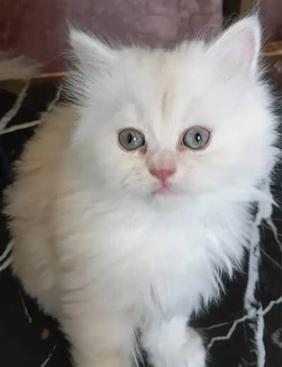 Persian female kitten for sale My WhatsApp number 03-29-26-68-929