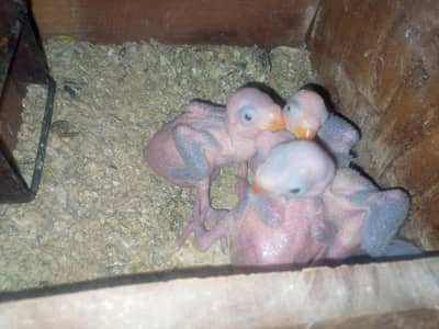 green parrot |parrots |  Green chicks