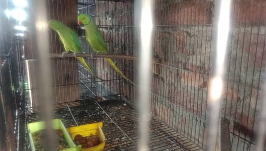 green parrot |parrots |  Green breaker 100 fertile
