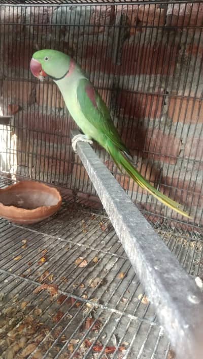 green parrot |parrots |  Green breader 100 fertile|chiks