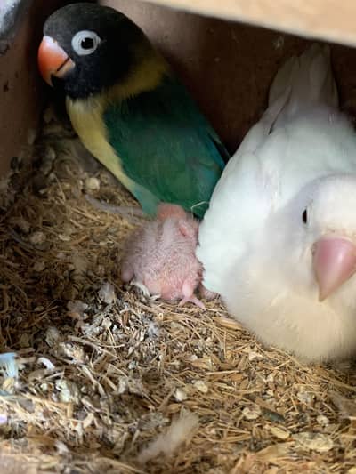 Lovebird Pair with 3 babies For Sale with cage and Box