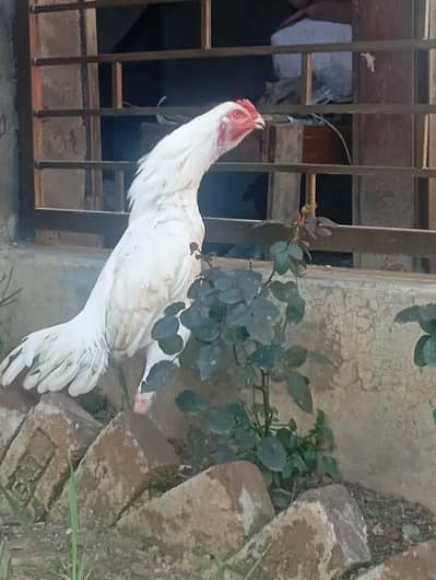 heera patha 9 months