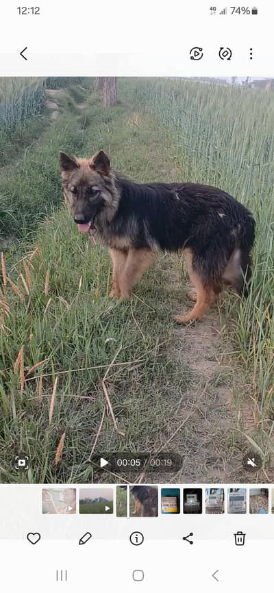 German shepherd sale jis ny lena hai wohii rabta kary