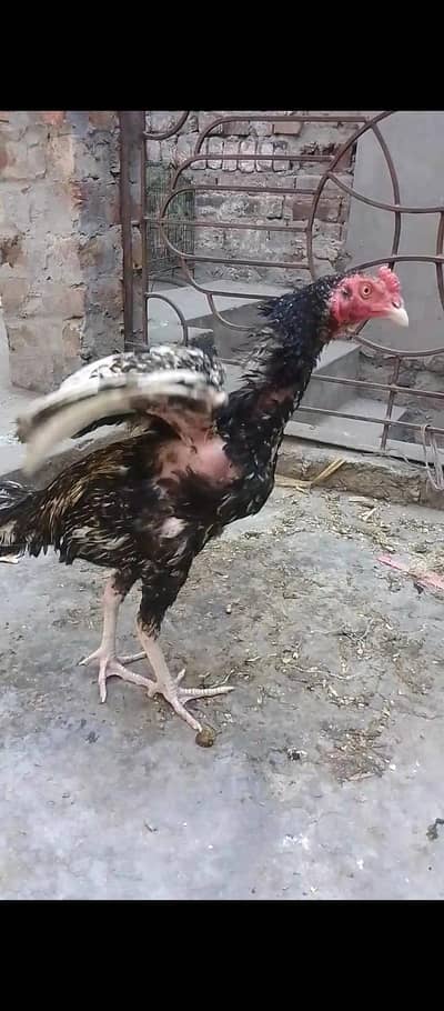 mian wali bread patha