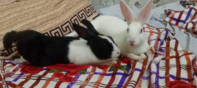 Pair of Cute Rabbits