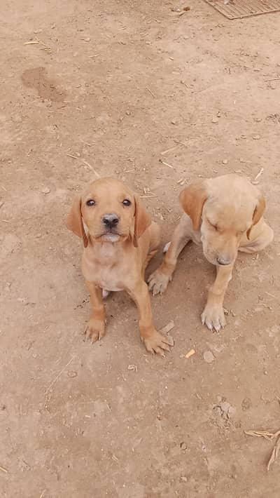 panter dog female papies