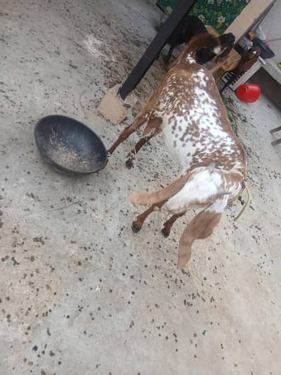 Makkhi chini 5 month gaban confirm