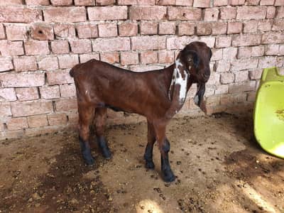 nagri Amritsari Beetal