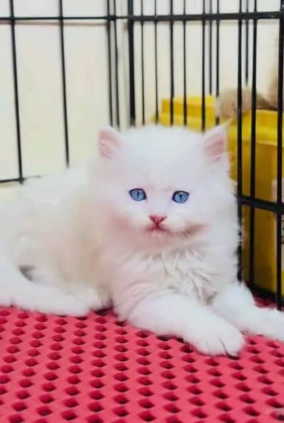 Persian female kitten for sale My WhatsApp number 03-29-26-68-929