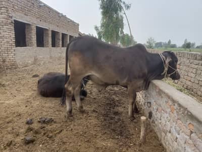 قربانی 2026 کیلے گھر کا پلا ہوا بہتر جانور عمر 2سال