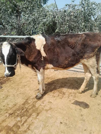 American frizan wachi butifull. . . 03124665371