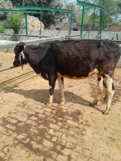 American frizan wachi butifull. . . 03124665371