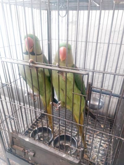 Kashmiri rah breeder pair