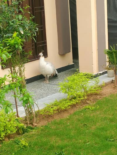 peacock for urgent sale