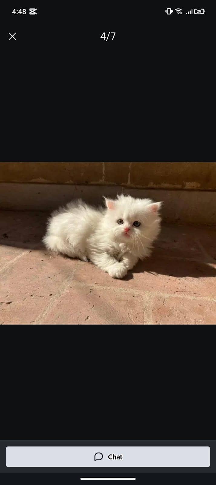 Kittens plus Cats 1