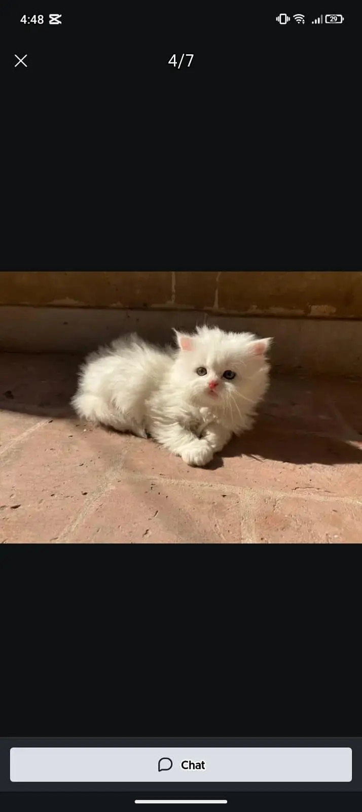Kittens plus Cats — photo 2