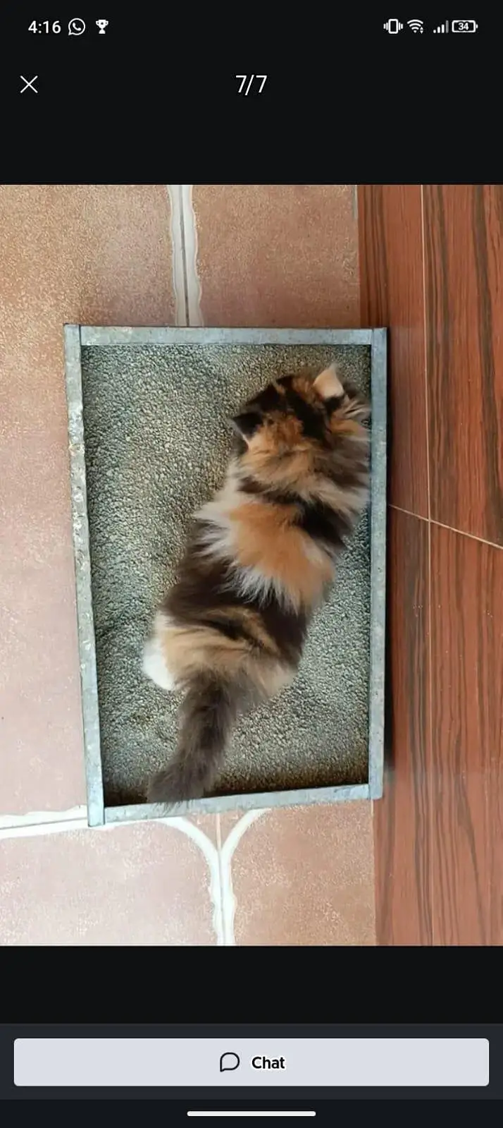 Kittens plus Cats — photo 3