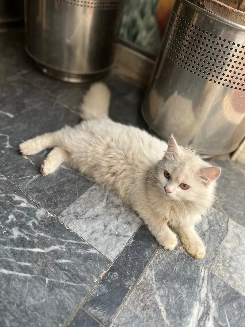 Kittens plus Cats — photo 9