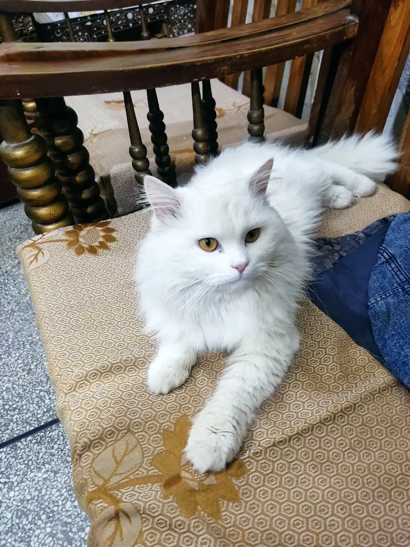 Kittens plus Cats — photo 10