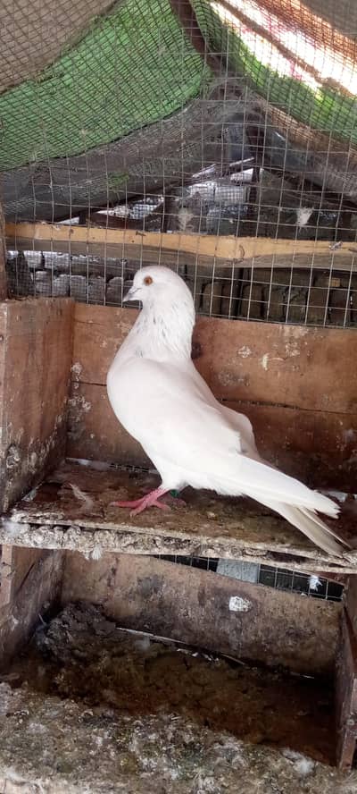 pure patte wala pigeon