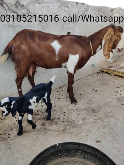 دو جوان بکریاں فار سیل