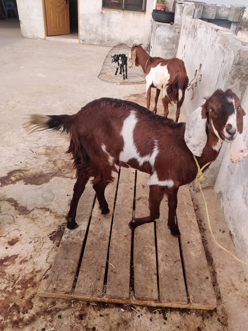 دو جوان بکریاں فار سیل 1