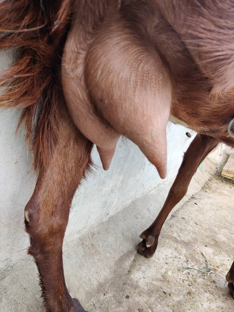 دو جوان بکریاں فار سیل 2