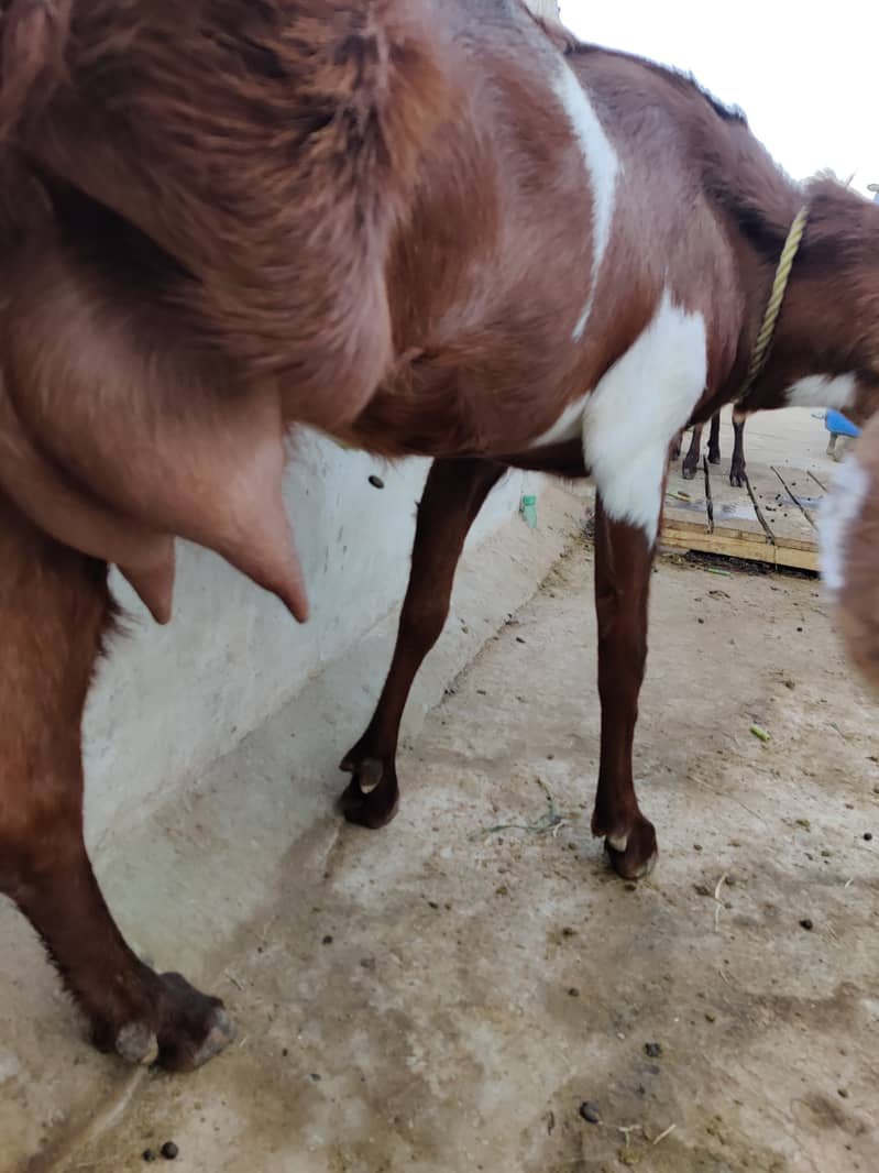 دو جوان بکریاں فار سیل 4