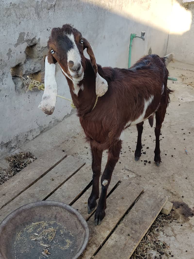 دو جوان بکریاں فار سیل 5