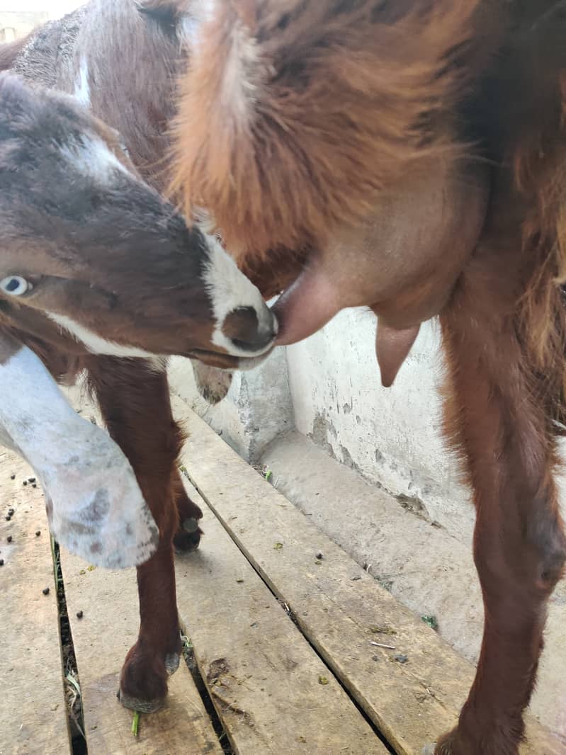 دو جوان بکریاں فار سیل 6